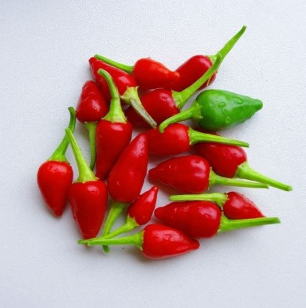 Inca Red Drop - 2016 ???